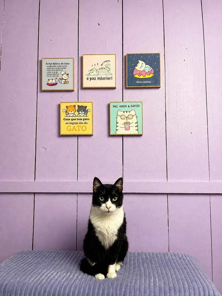 Máscara, gato de porte médio para adoção em Balneário Camboriú - SC