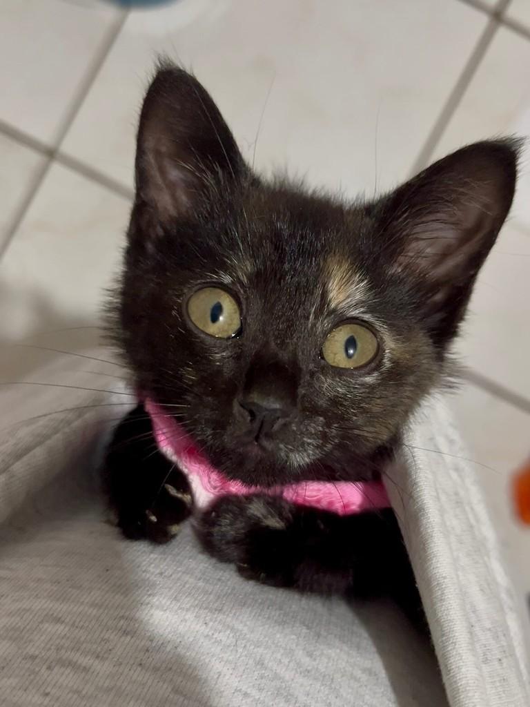 Mila, gato de porte pequeno para adoção em Balneário Camboriú - SC