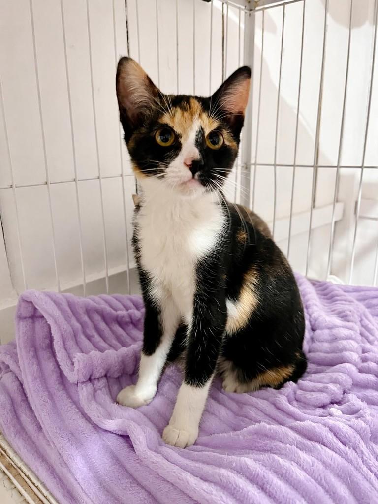 Stella, gato de porte pequeno para adoção em Balneário Camboriú - SC