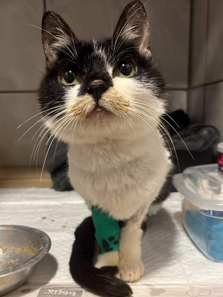 Amália, gata de porte pequeno para adoção em Balneário Camboriú - SC