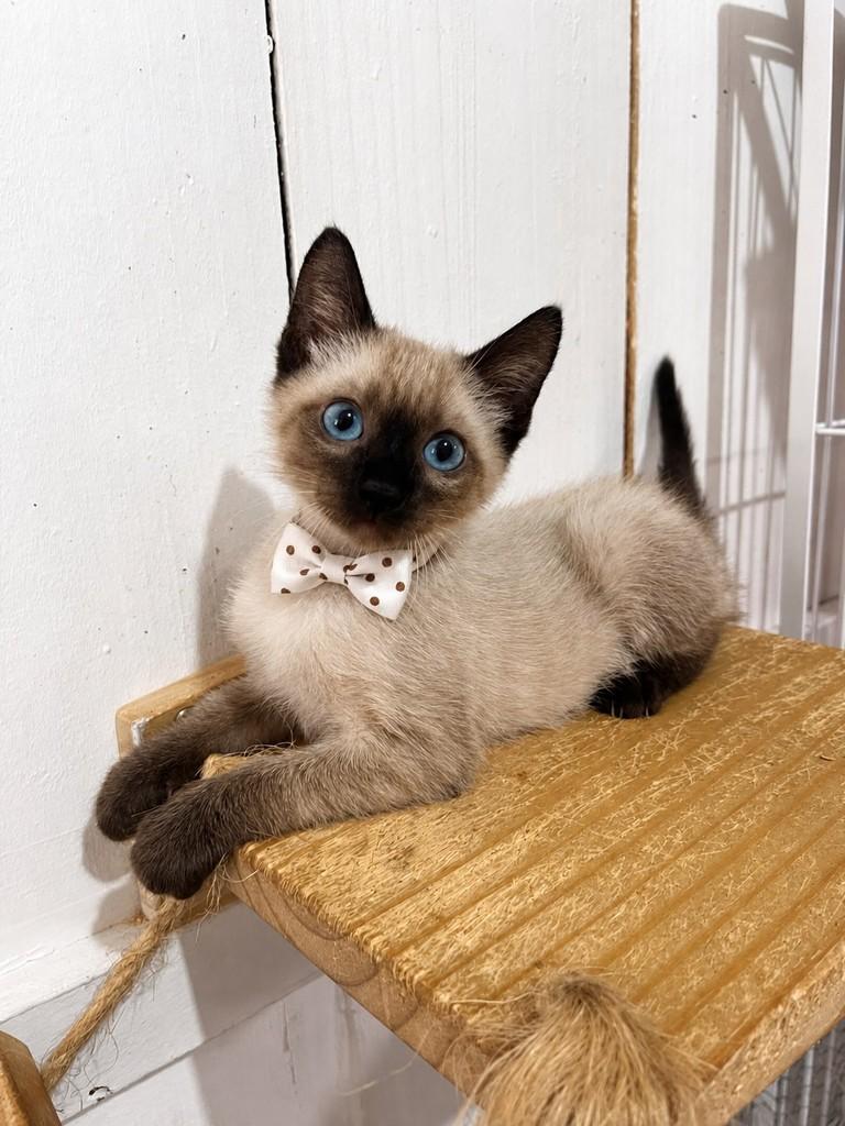 Teodoro, gato de porte médio para adoção em Balneário Camboriú - SC