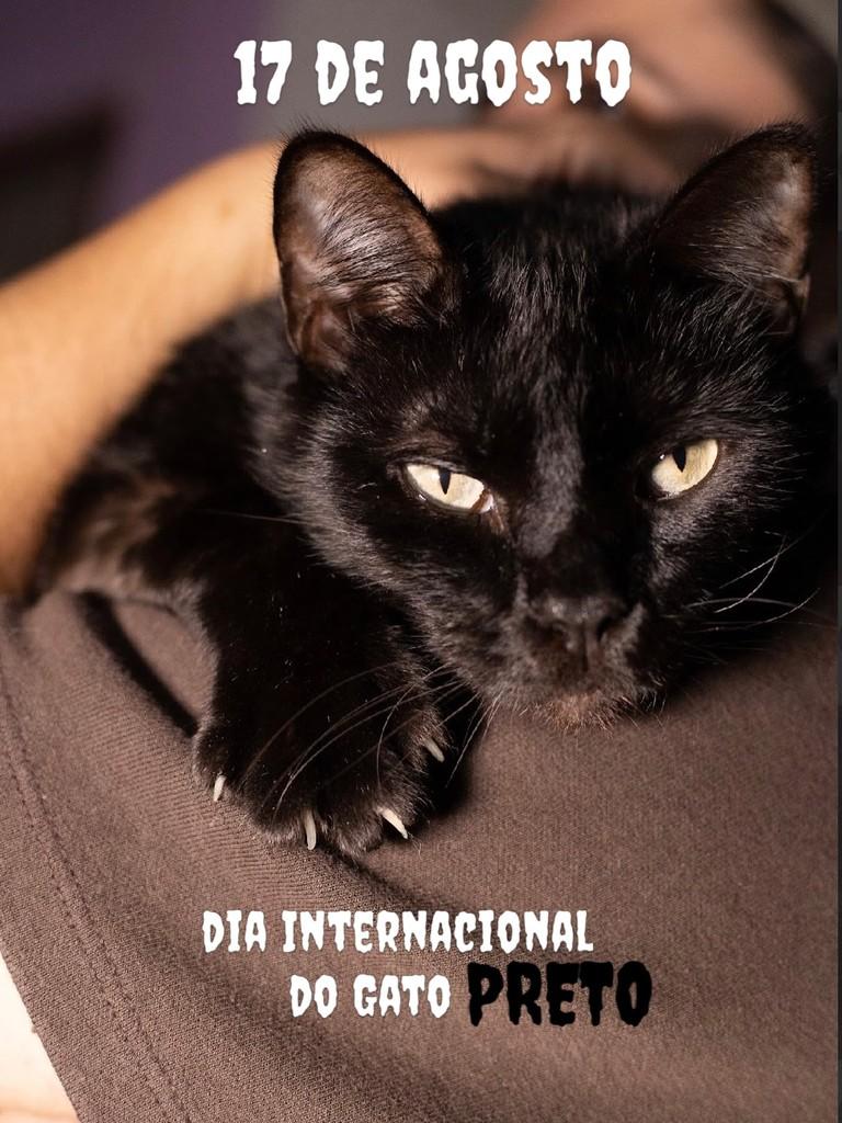 Igor, gato de porte pequeno para adoção em Balneário Camboriú - SC