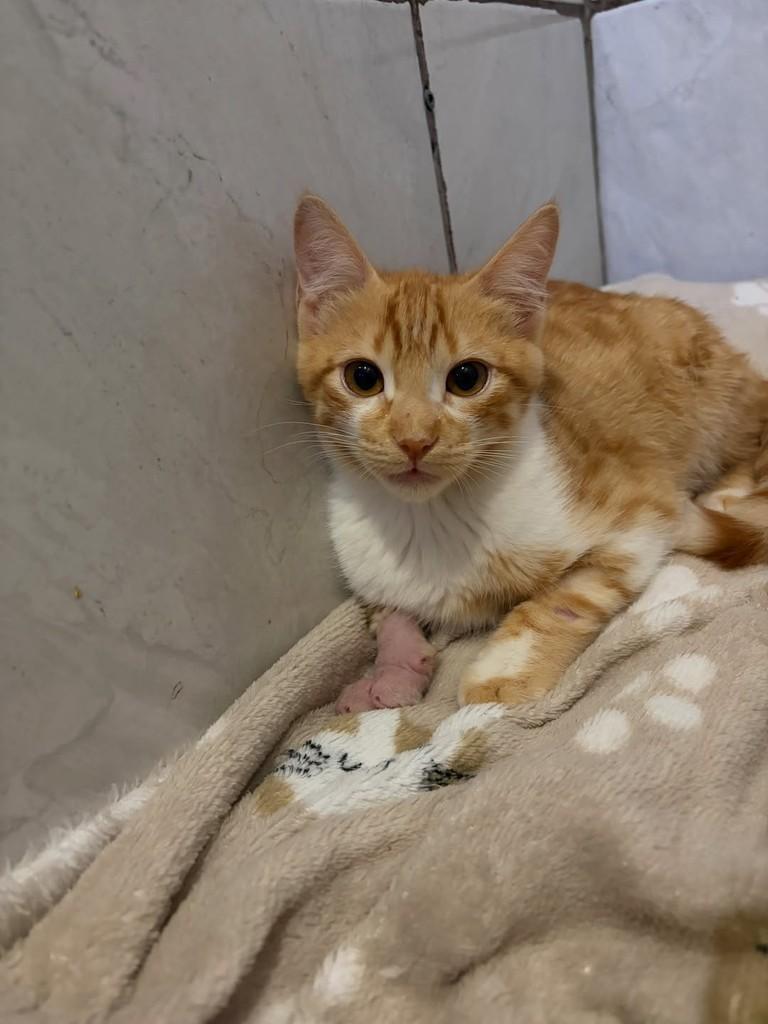 Fanta, gato de porte pequeno para adoção em Balneário Camboriú - SC
