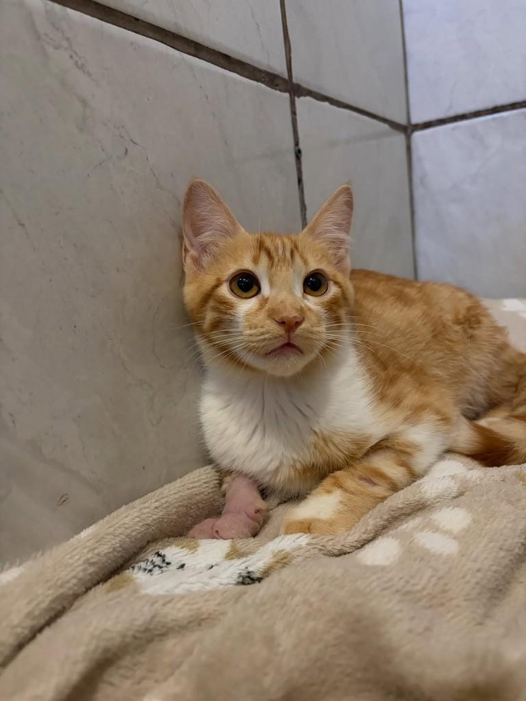 Fanta, gato de porte pequeno para adoção em Balneário Camboriú - SC — foto 2 de 3
