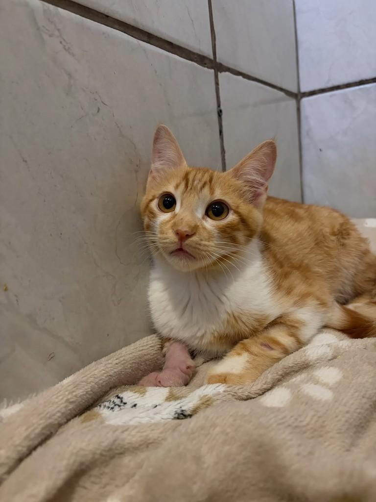 Fanta, gato de porte pequeno para adoção em Balneário Camboriú - SC — foto 3 de 3