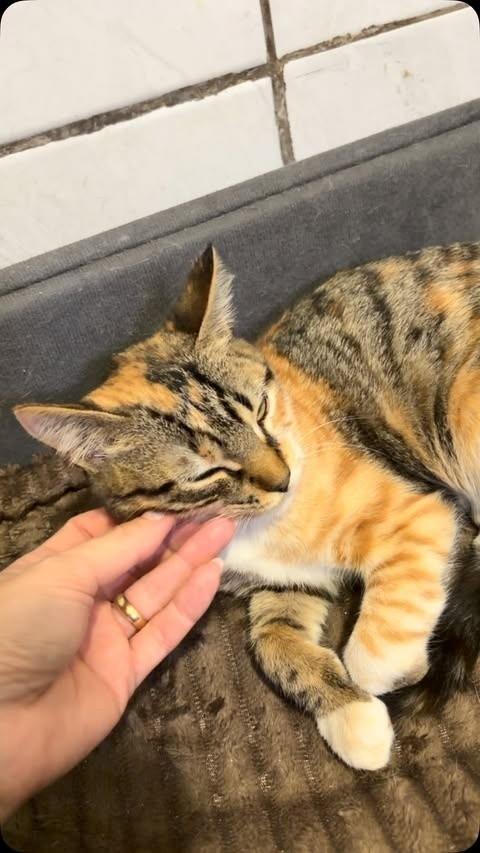 Pepsi, gato de porte pequeno para adoção em Balneário Camboriú - SC