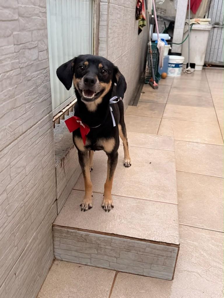 Rutinha, cadela de porte pequeno para adoção em Florianópolis - SC