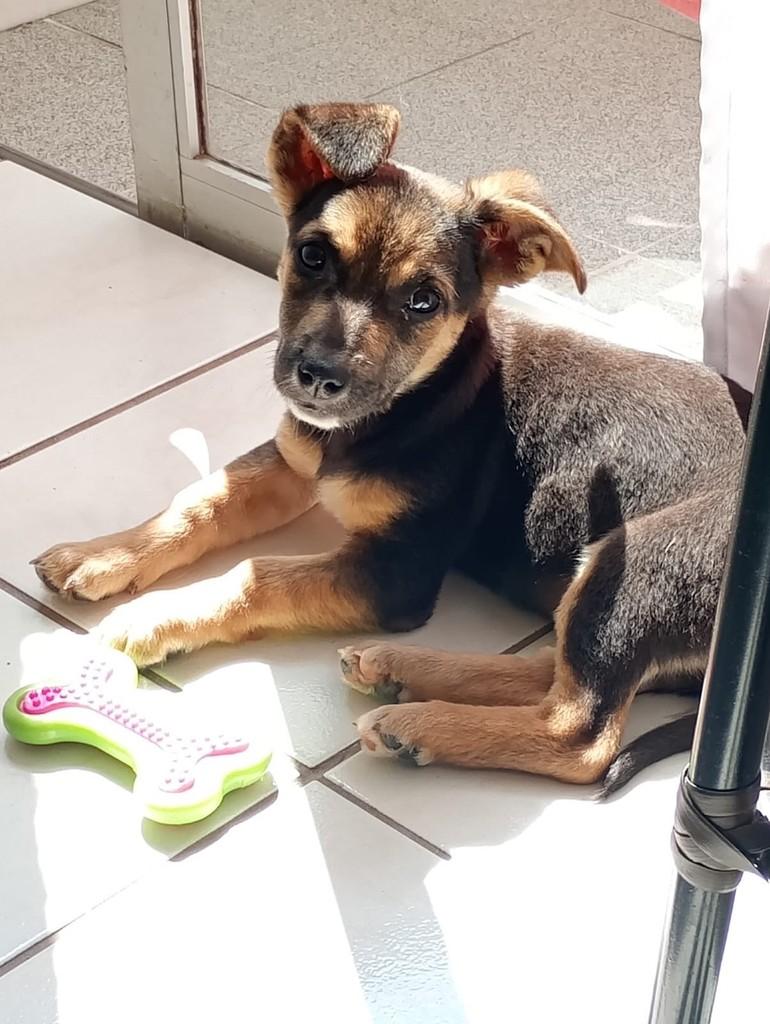 Estela, cachorro de porte médio para adoção em Florianópolis - SC