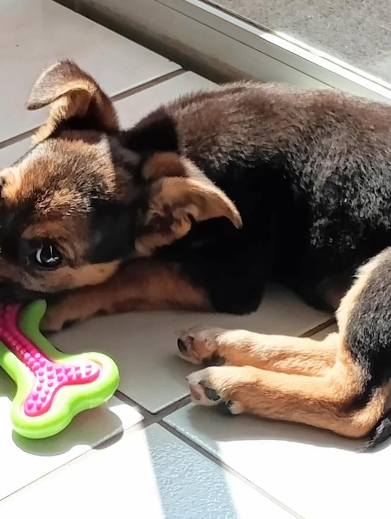 Estela, cachorro de porte médio para adoção em Florianópolis - SC — foto 2 de 3