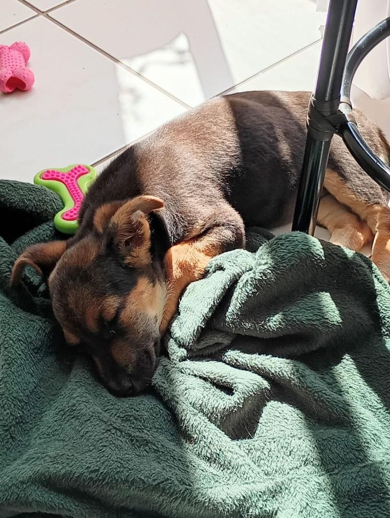 Estela, cachorro de porte médio para adoção em Florianópolis - SC — foto 3 de 3