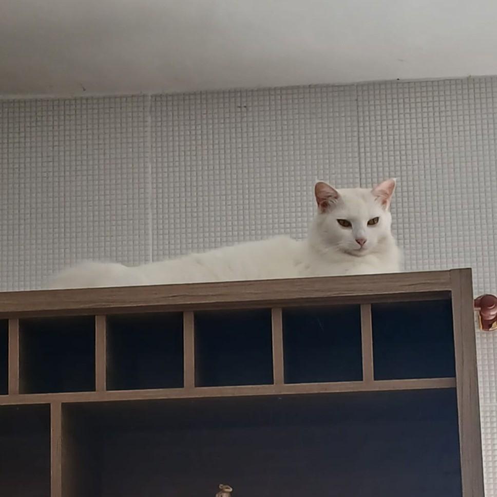 Lindo Gatinho Branco, gato de porte pequeno para adoção em Rio das Ostras - RJ