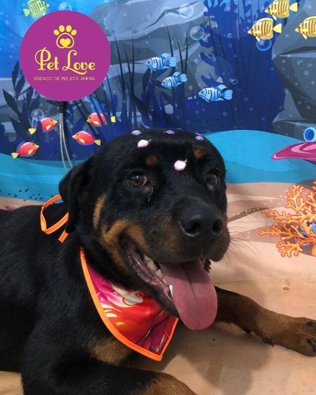 Kiara, cadela de porte médio para adoção em Rio das Ostras - RJ