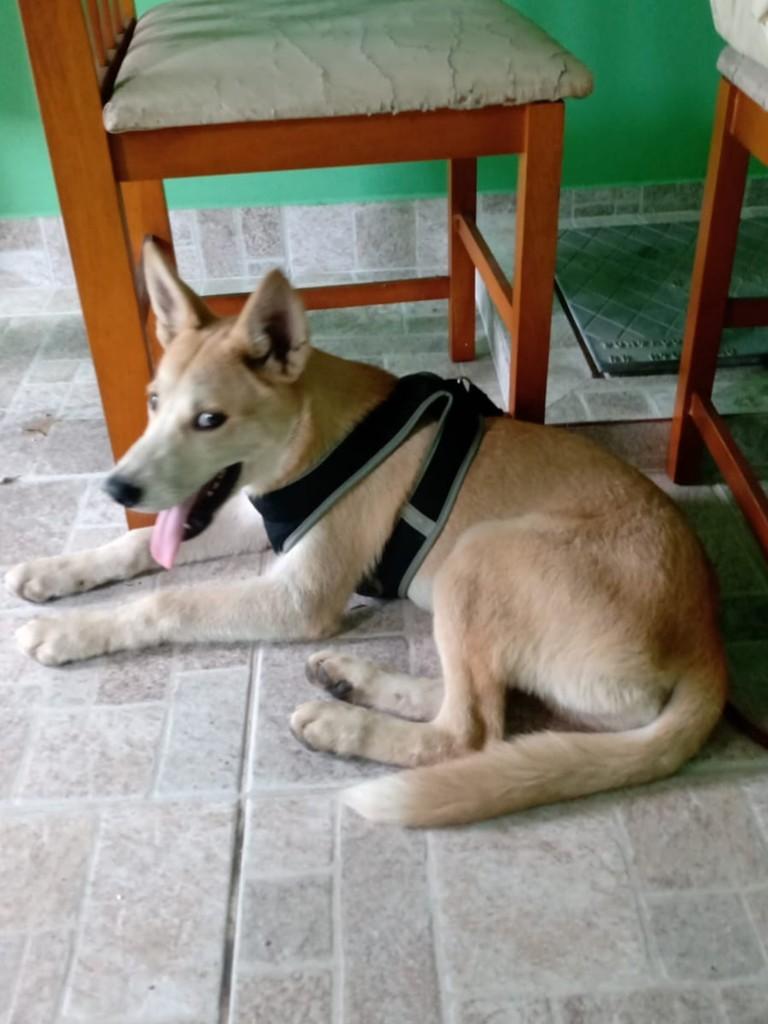 Thor, cachorro de porte pequeno para adoção em Rio das Ostras - RJ