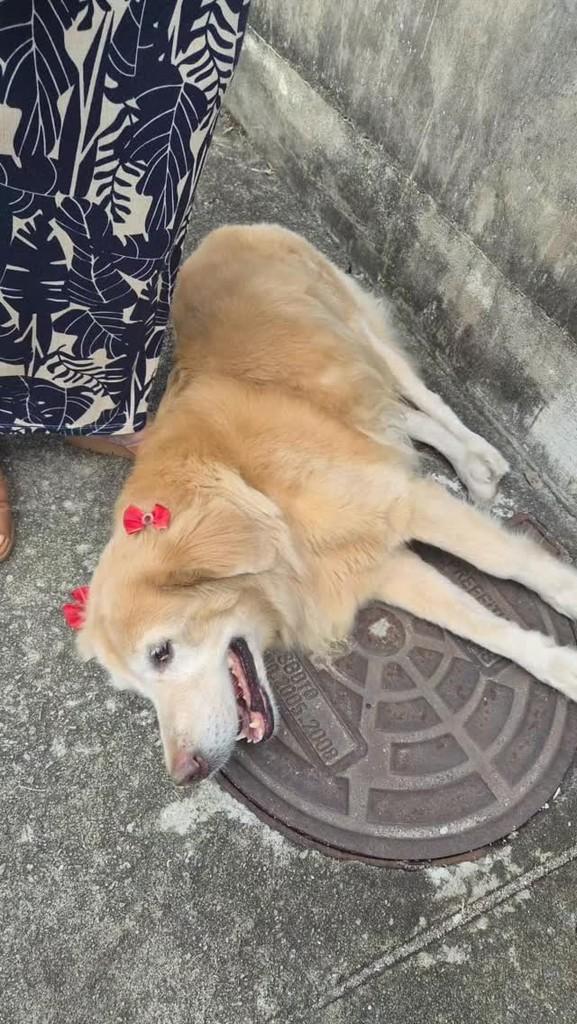Cachorra, cadela de porte médio para adoção em Nova Iguaçu - RJ