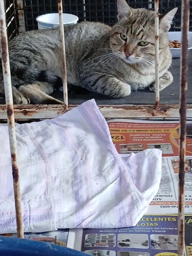 Romeu, gato de porte médio para adoção em Rio das Ostras - RJ