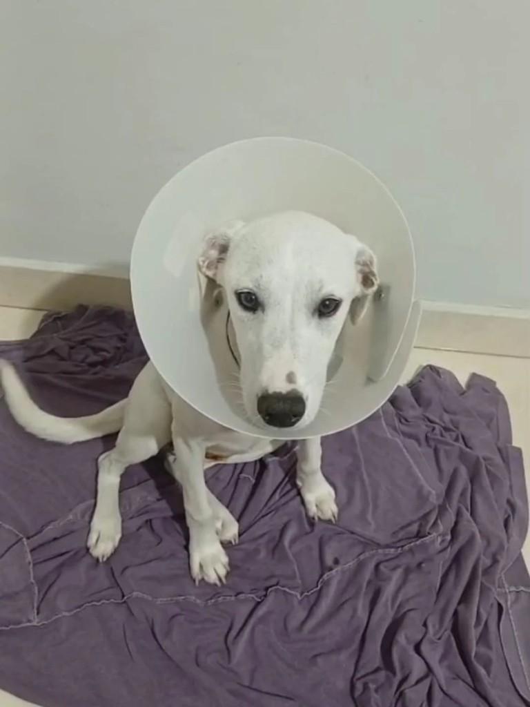 Beatriz, cachorro de porte médio para adoção em Rio das Ostras - RJ