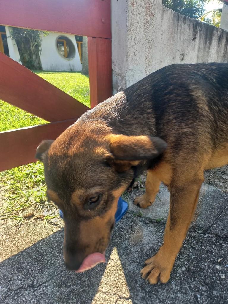 Malhado, cachorro de porte médio para adoção em Rio das Ostras - RJ