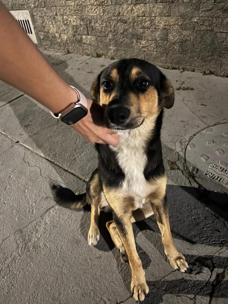 Lindão, cachorro de porte grande para adoção em Rio das Ostras - RJ