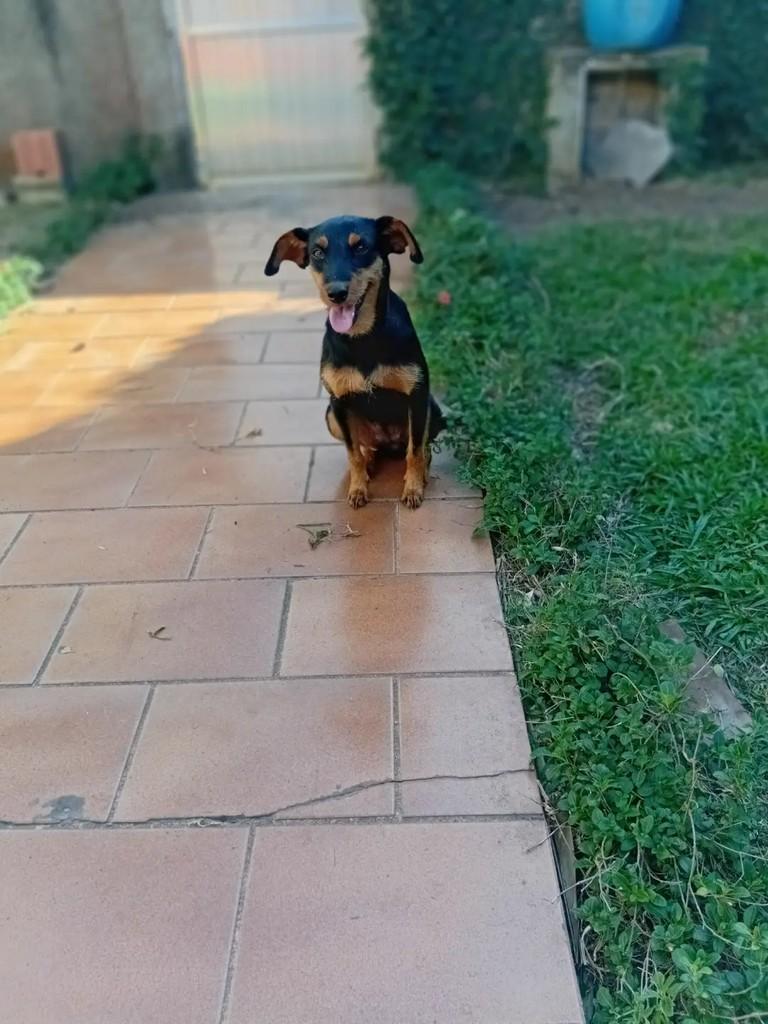 Judy, cadela de porte pequeno para adoção em Rio das Ostras - RJ