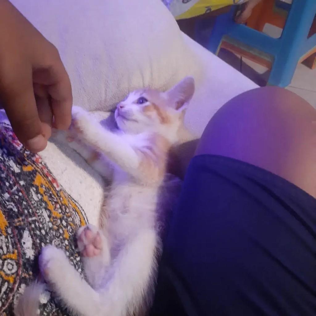 Bebezinho, gata de porte pequeno para adoção em Rio das Ostras - RJ