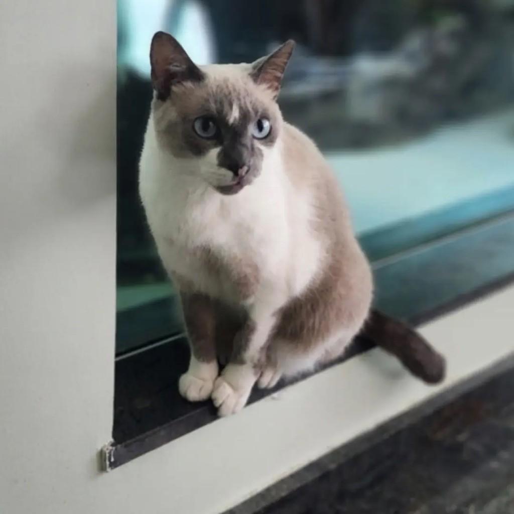 Nina, gato de porte pequeno para adoção em Rio das Ostras - RJ