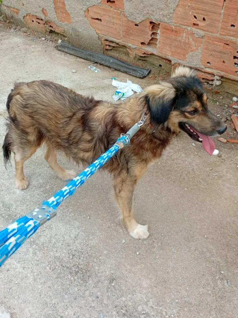 Jack, cachorro de porte médio para adoção em Rio das Ostras - RJ