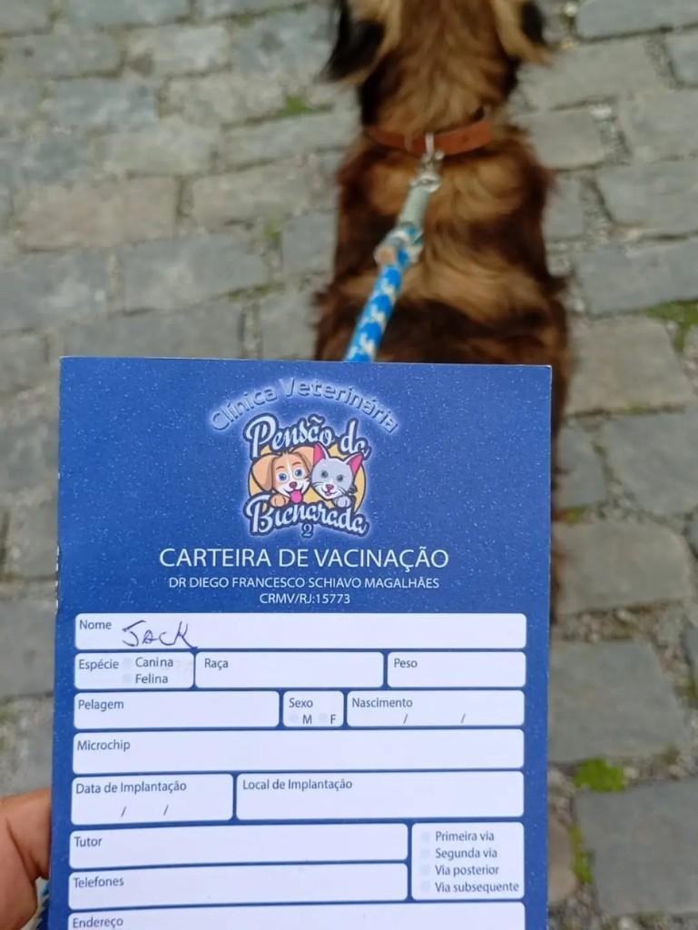 Jack, cachorro de porte médio para adoção em Rio das Ostras - RJ — foto 2 de 5