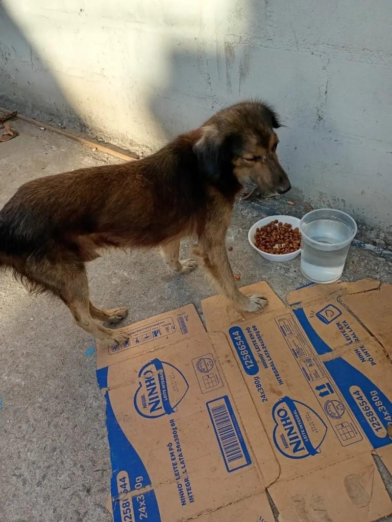 Jack, cachorro de porte médio para adoção em Rio das Ostras - RJ — foto 3 de 5