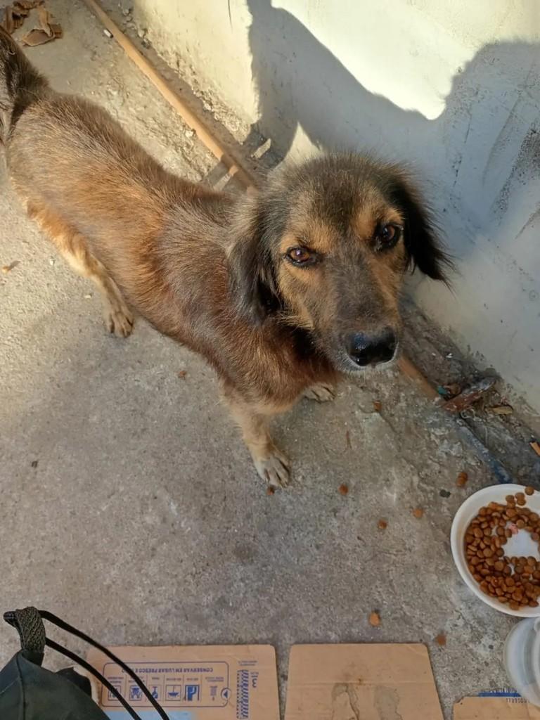 Jack, cachorro de porte médio para adoção em Rio das Ostras - RJ — foto 4 de 5