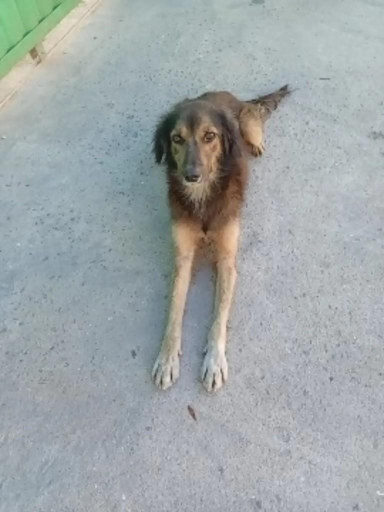 Jack, cachorro de porte médio para adoção em Rio das Ostras - RJ — foto 5 de 5