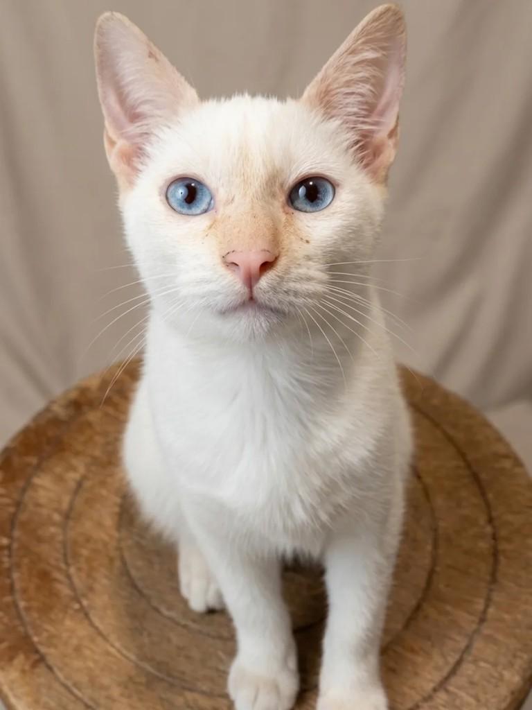 Barbara, gato de porte pequeno para adoção em São Paulo - SP