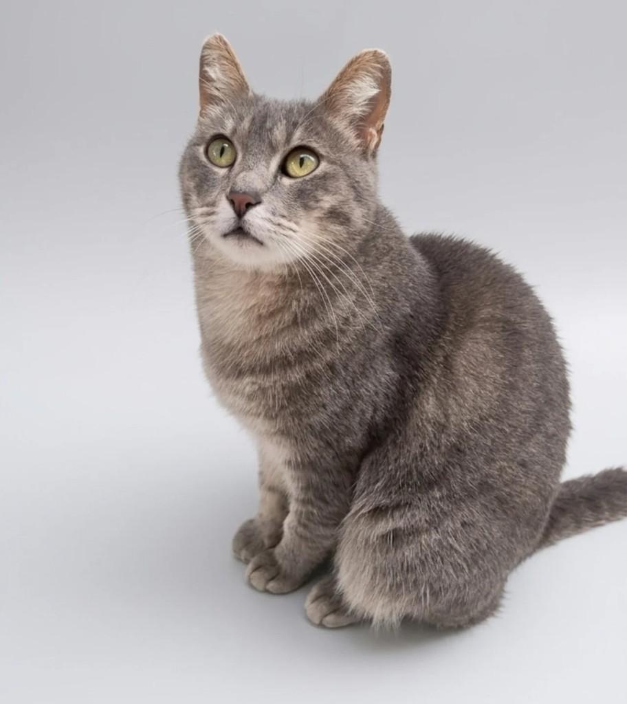 Barbara, gata de porte médio para adoção em São Paulo - SP