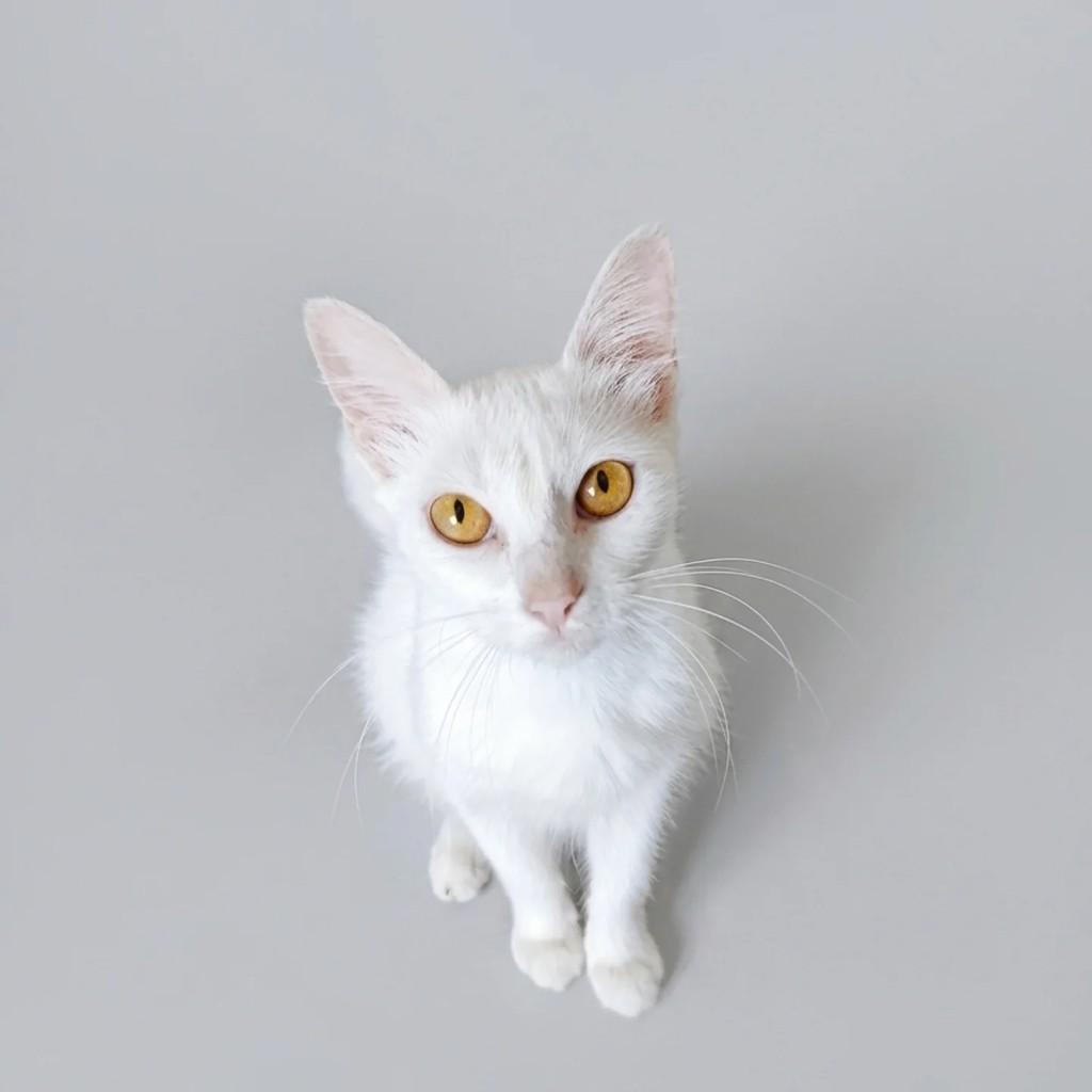 Pompom, gata de porte pequeno para adoção em São Paulo - SP