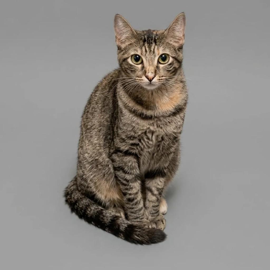 Marcela, gata de porte pequeno para adoção em São Paulo - SP