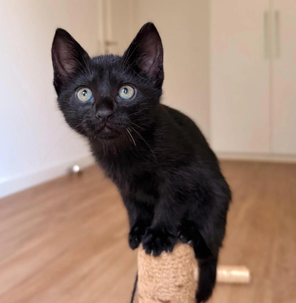 Giulia, gata de porte pequeno para adoção em São Paulo - SP
