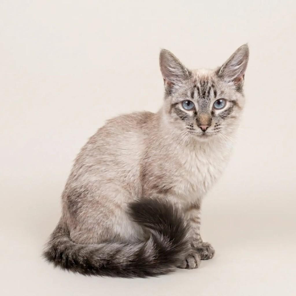 Rodrigo, gato de porte pequeno para adoção em São Paulo - SP