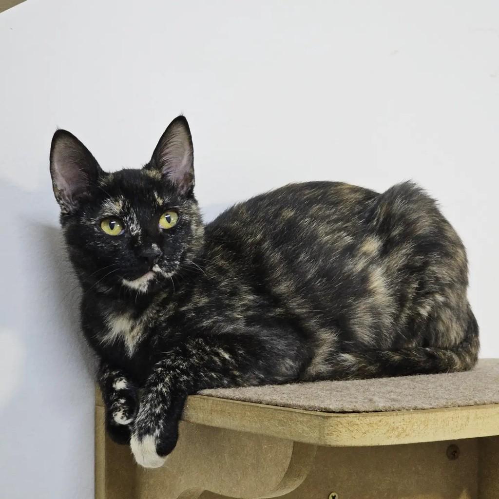 Patricia, gata de porte pequeno para adoção em São Paulo - SP