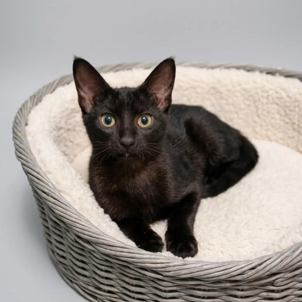 Gatão, gato de porte pequeno para adoção em São Paulo - SP