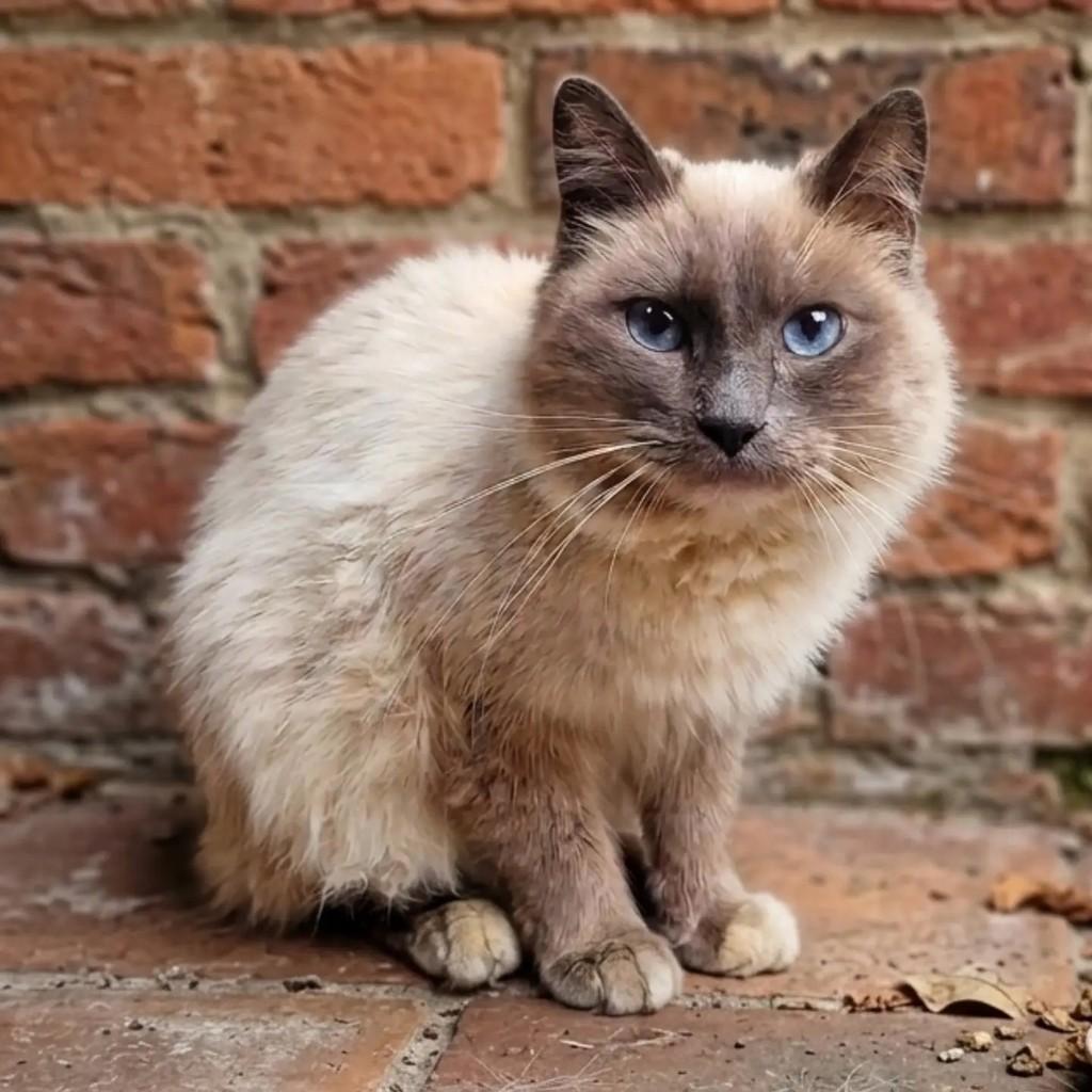 Pompom, gato de porte médio para adoção em São Paulo - SP