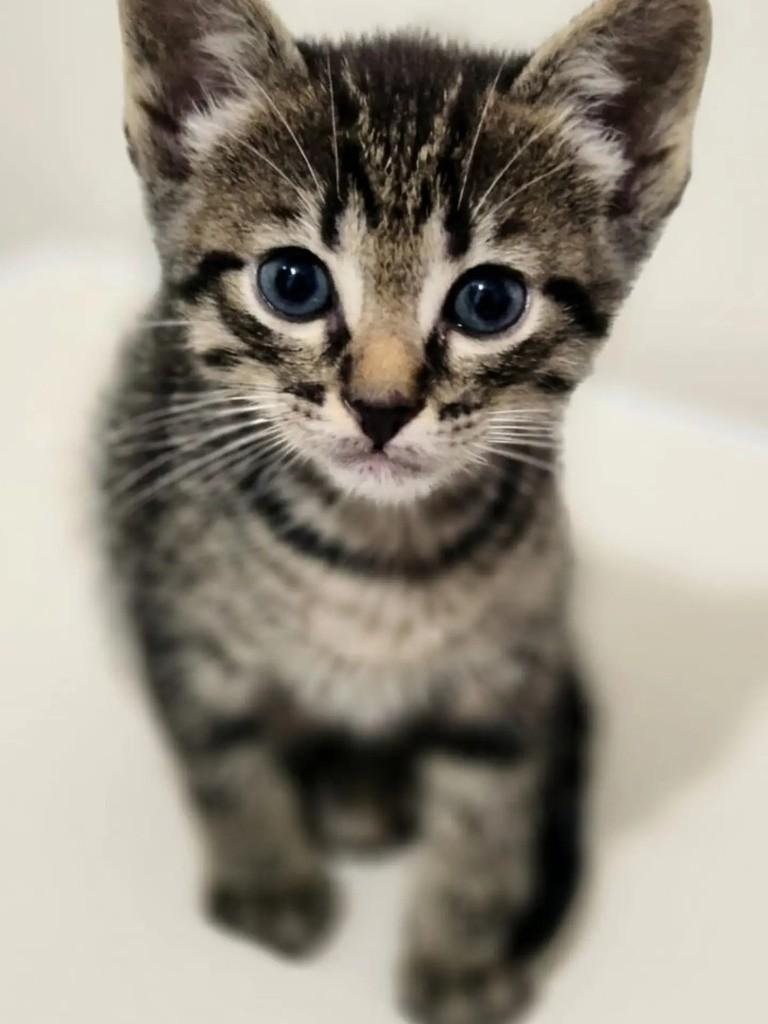 Bianca, gato de porte pequeno para adoção em São Paulo - SP