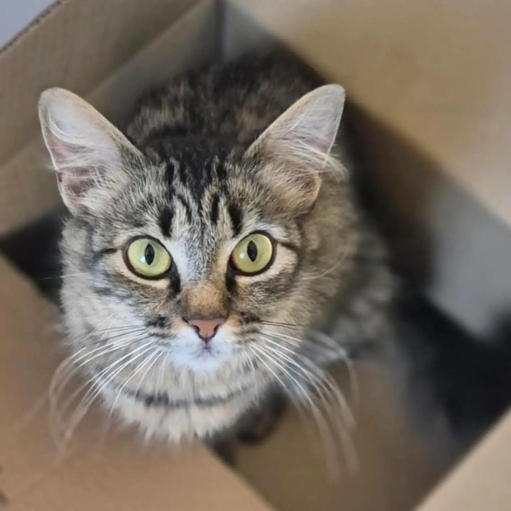 Mãezinha, gata de porte pequeno para adoção em São Paulo - SP
