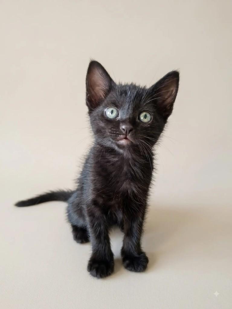 Tamara, gato de porte pequeno para adoção em São Paulo - SP