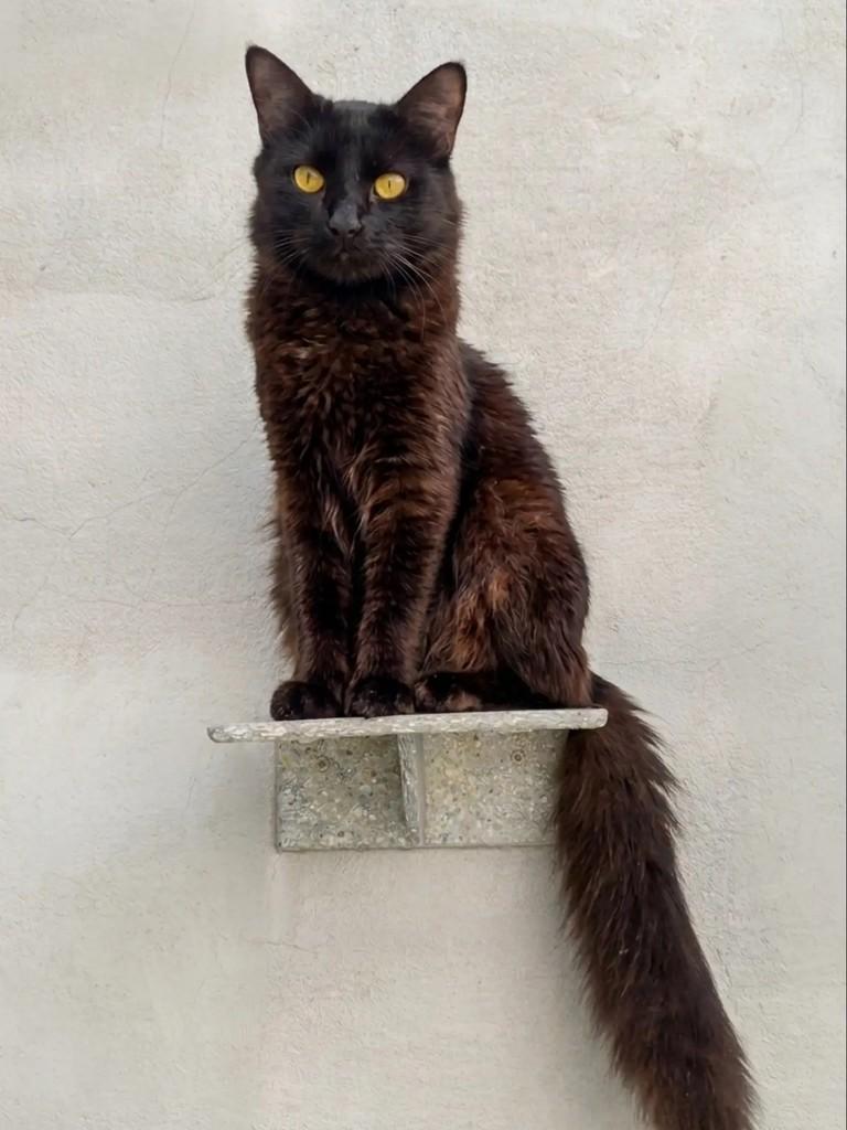 Pompom, gato de porte médio para adoção em São Paulo - SP