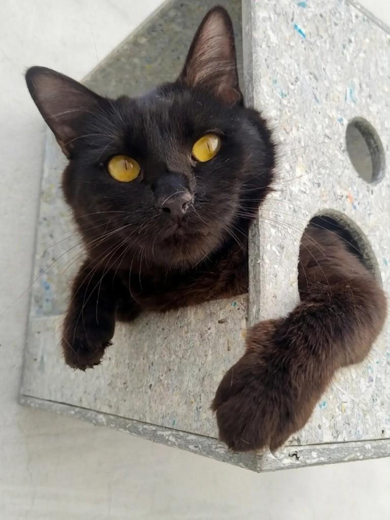 Pompom, gato de porte médio para adoção em São Paulo - SP — foto 2 de 2