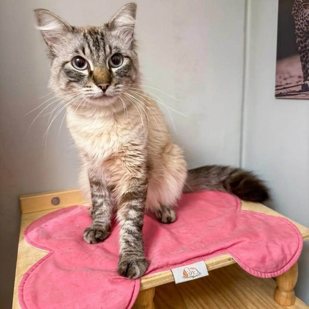 Edna, gato de porte pequeno para adoção em São Paulo - SP