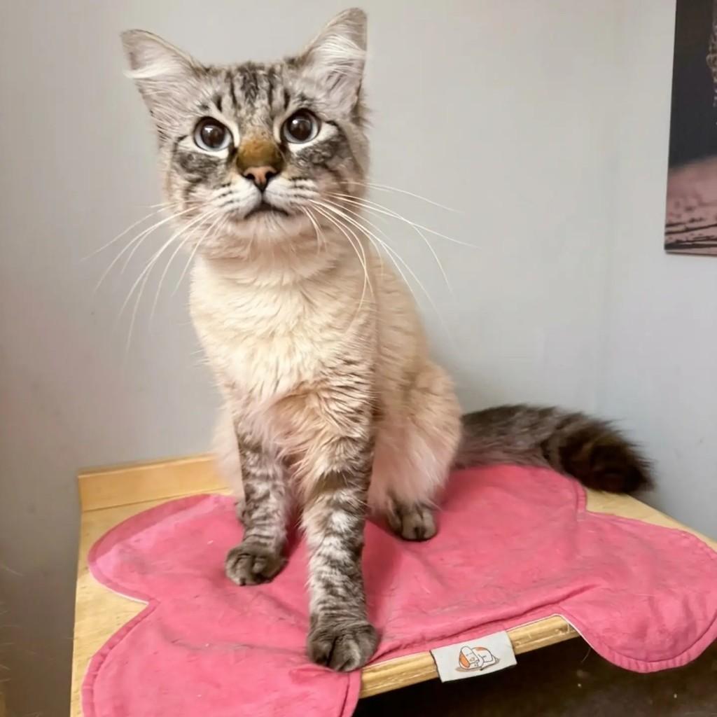 Edna, gato de porte pequeno para adoção em São Paulo - SP — foto 2 de 2