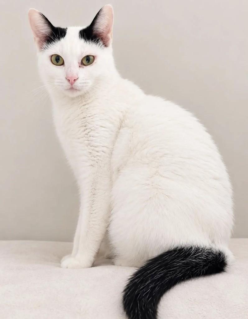 Gleyce, gata de porte pequeno para adoção em São Paulo - SP