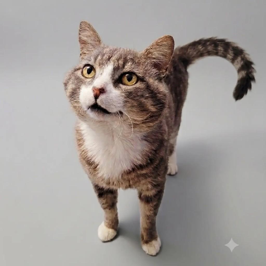 Kenia, gato de porte médio para adoção em São Paulo - SP