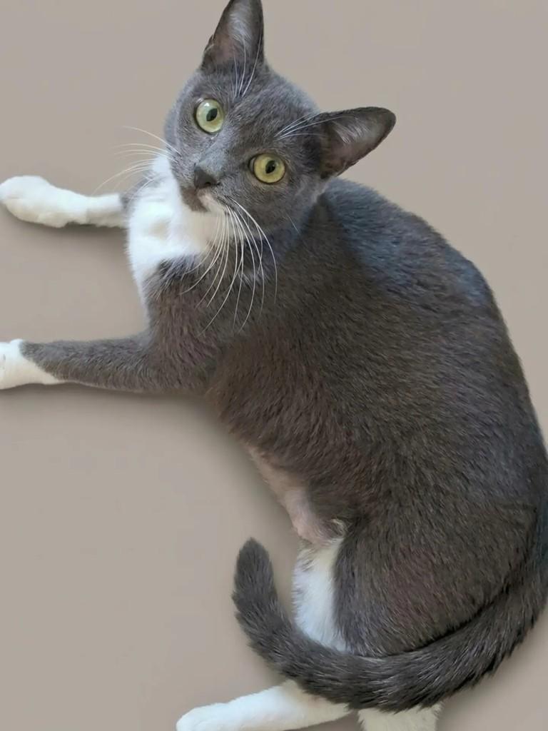 Roseli, gata de porte pequeno para adoção em São Paulo - SP