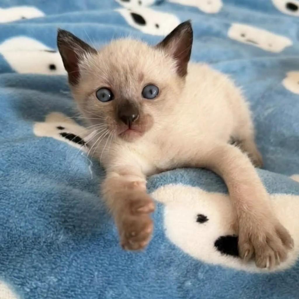 Bianca, gato de porte pequeno para adoção em São Paulo - SP